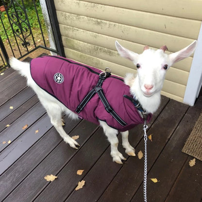 Large Pet Jacket With Harness